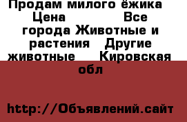 Продам милого ёжика › Цена ­ 10 000 - Все города Животные и растения » Другие животные   . Кировская обл.